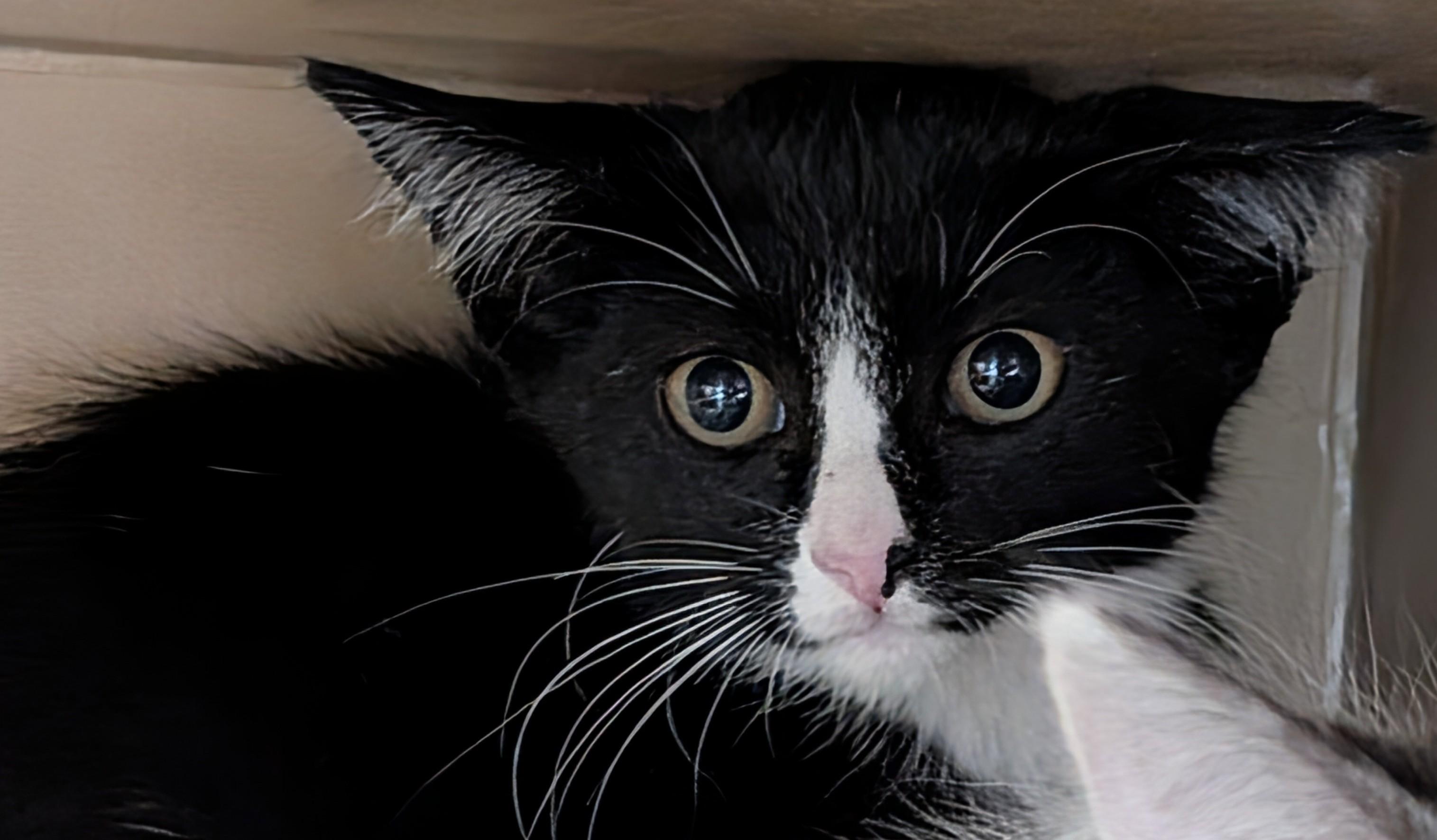 Enlarge Pogo, a Adoptable Domestic Short Hair in Bisbee, AZ image 1/1