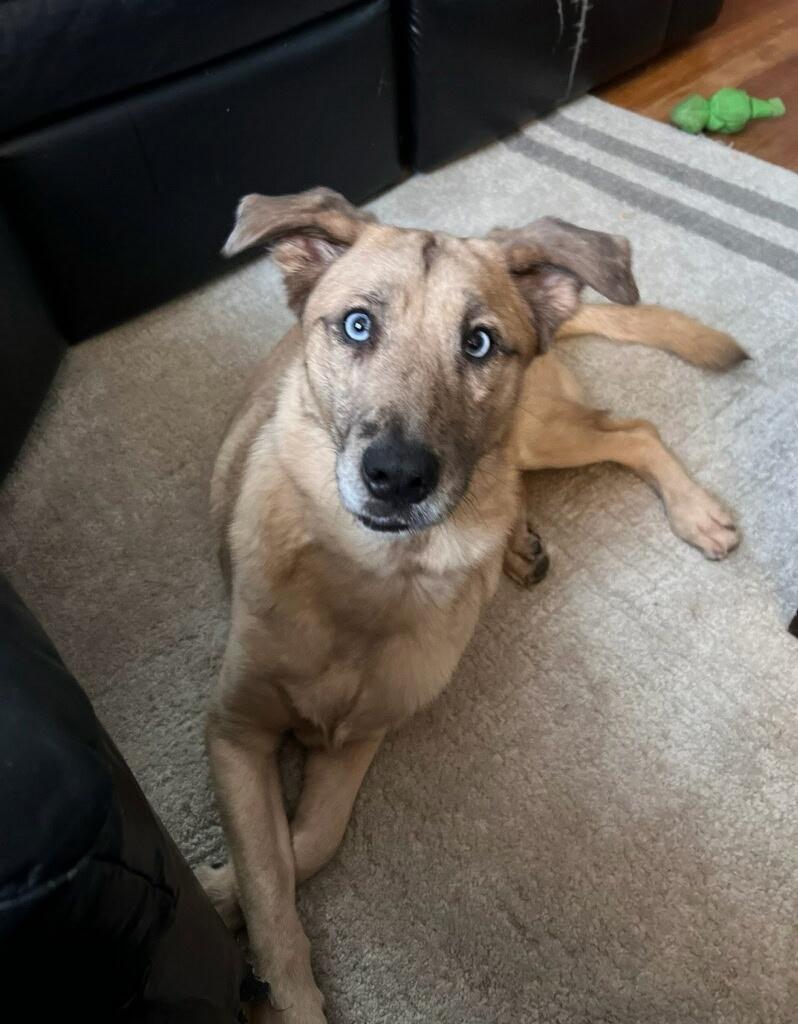 Ruger (Tiff - Fostered in NE), ADOPTABLE, Adult Male Australian Shepherd & Labrador Retriever.
