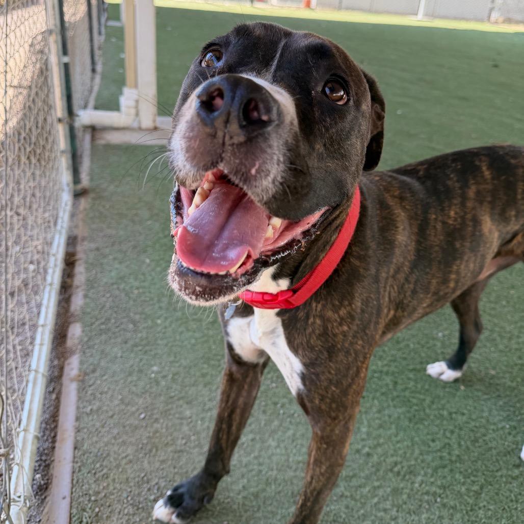Enlarge Bruno, a Adoptable mixed breed in Riverside, CA image 1/6