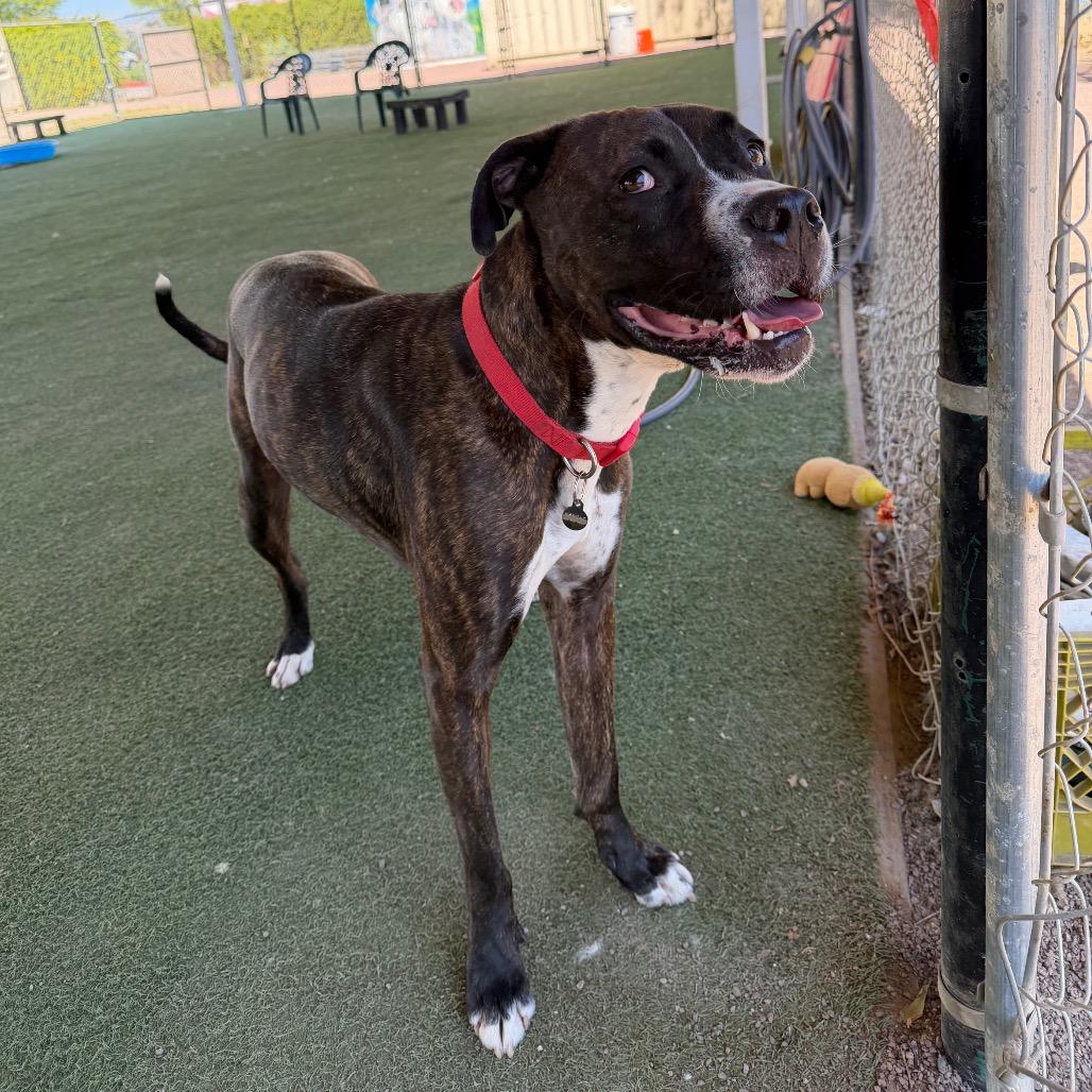 Enlarge Bruno, a Adoptable mixed breed in Riverside, CA image 2/6