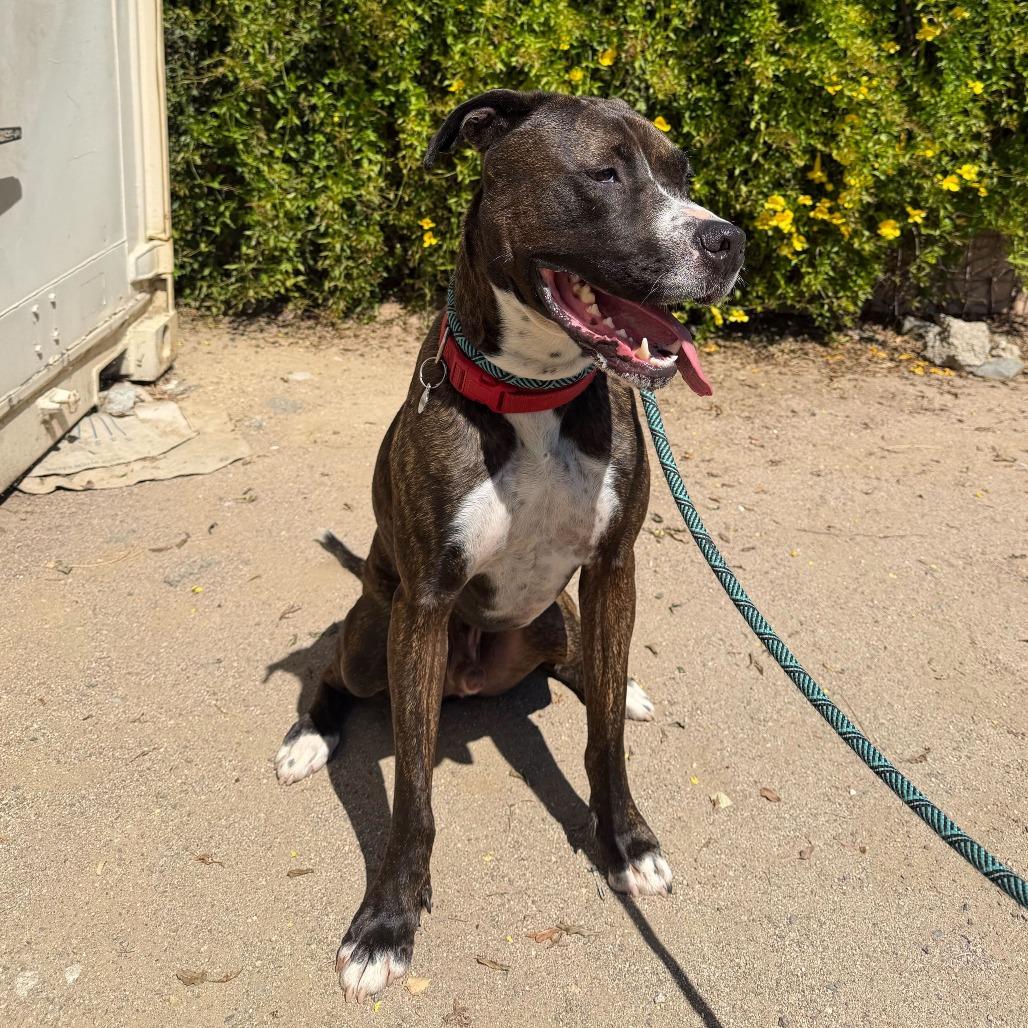 Enlarge Bruno, a Adoptable mixed breed in Riverside, CA image 4/6