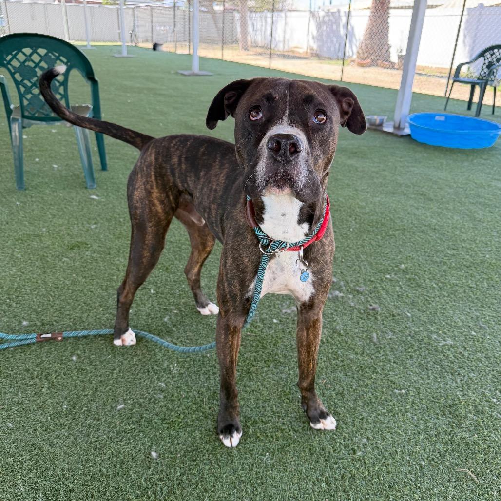 Enlarge Bruno, a Adoptable mixed breed in Riverside, CA image 5/6