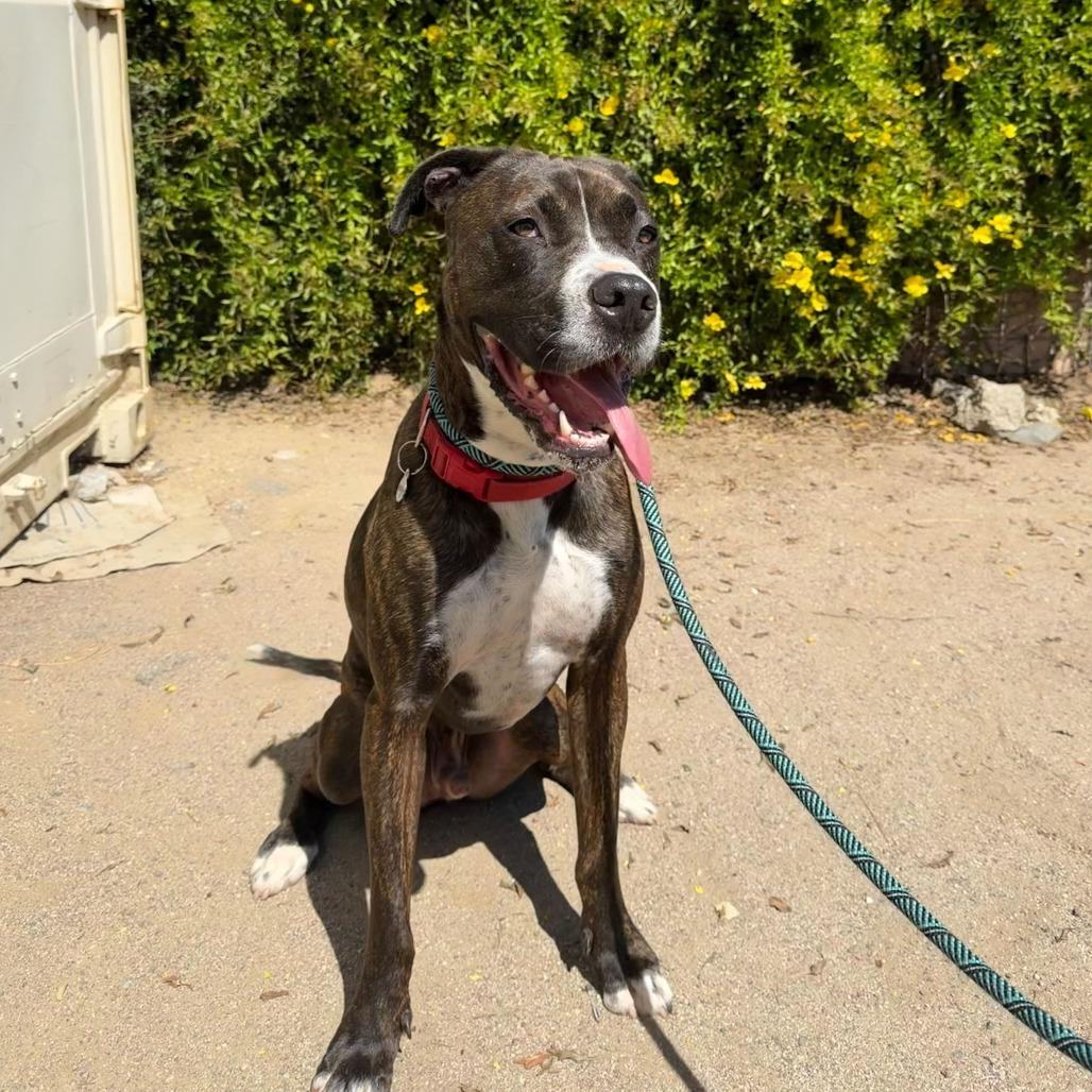 Enlarge Bruno, a Adoptable mixed breed in Riverside, CA image 6/6