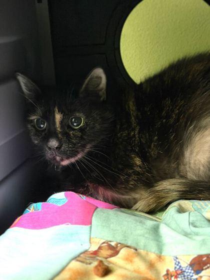 Enlarge Acai Berry, a Adoptable mixed breed in Daytona Beach, FL image 1/2