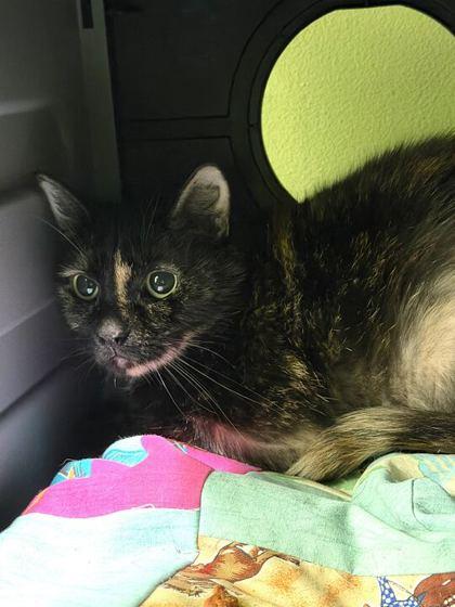 Acai Berry, Adoptable, Young Female Domestic Short Hair & Domestic Short Hair.