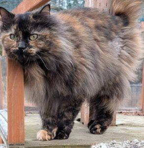 Enlarge Lily, a Adoptable Calico in Kenai, AK image 1/1