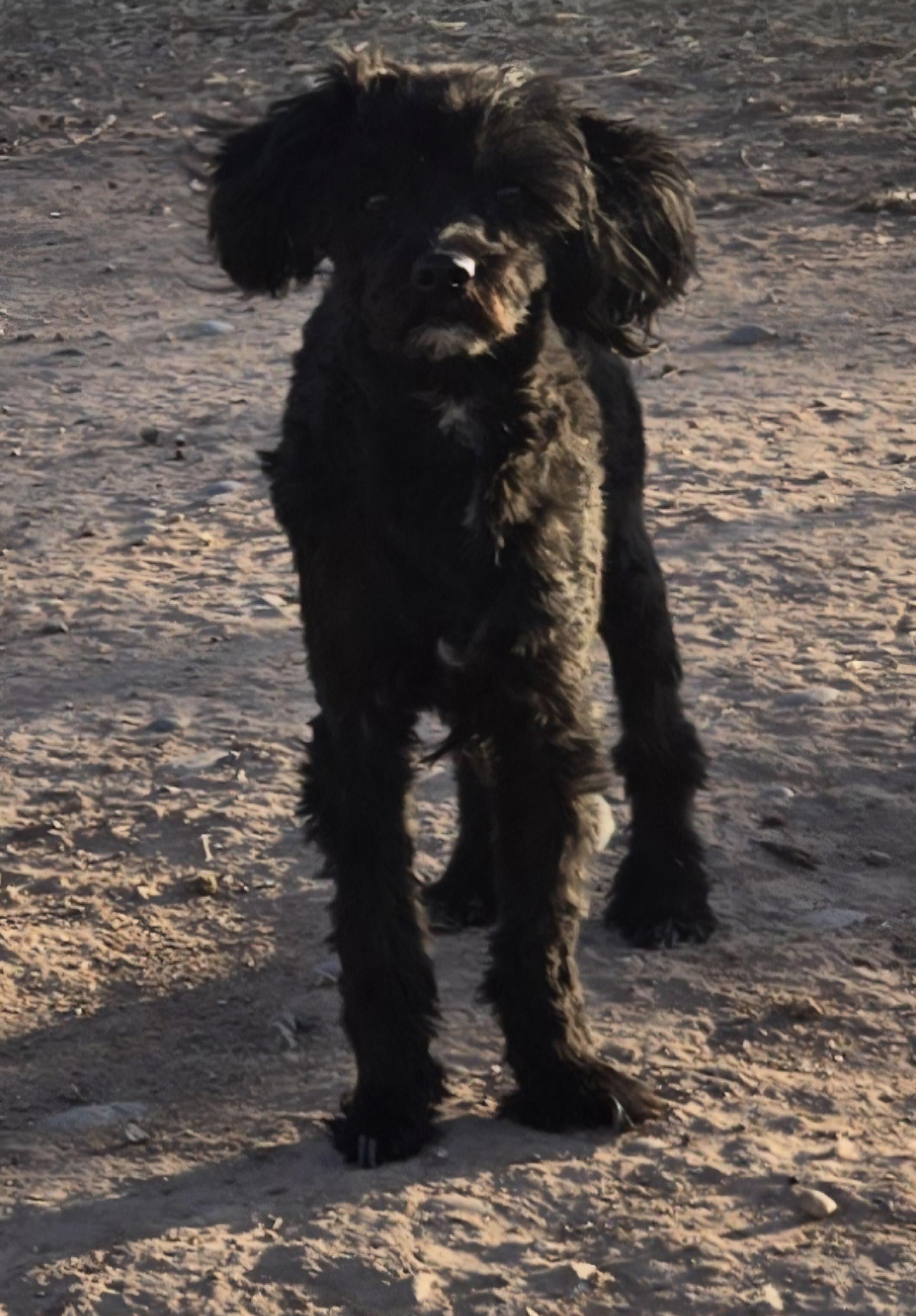 **KIMBER photo 1
