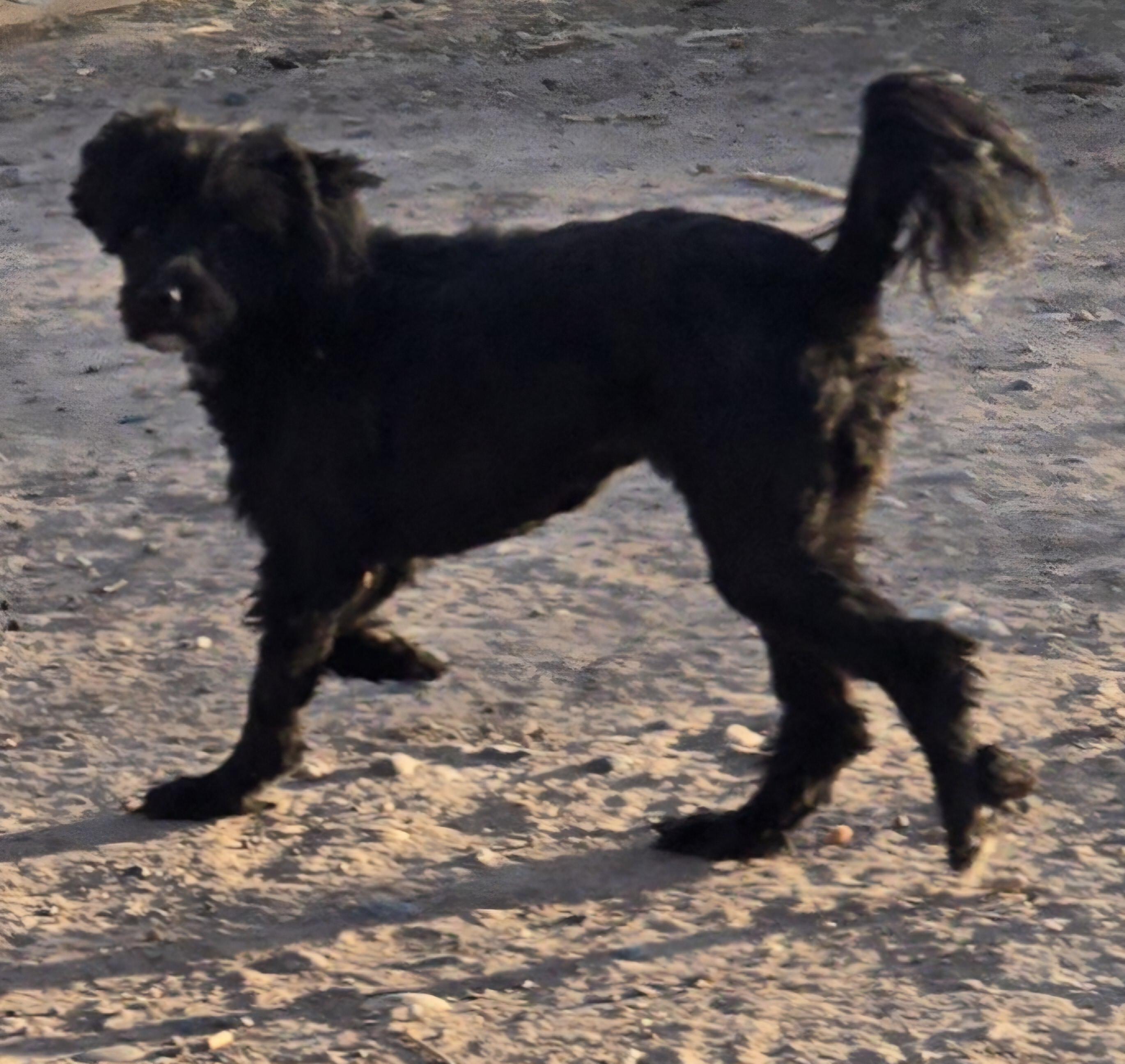 **KIMBER photo 3