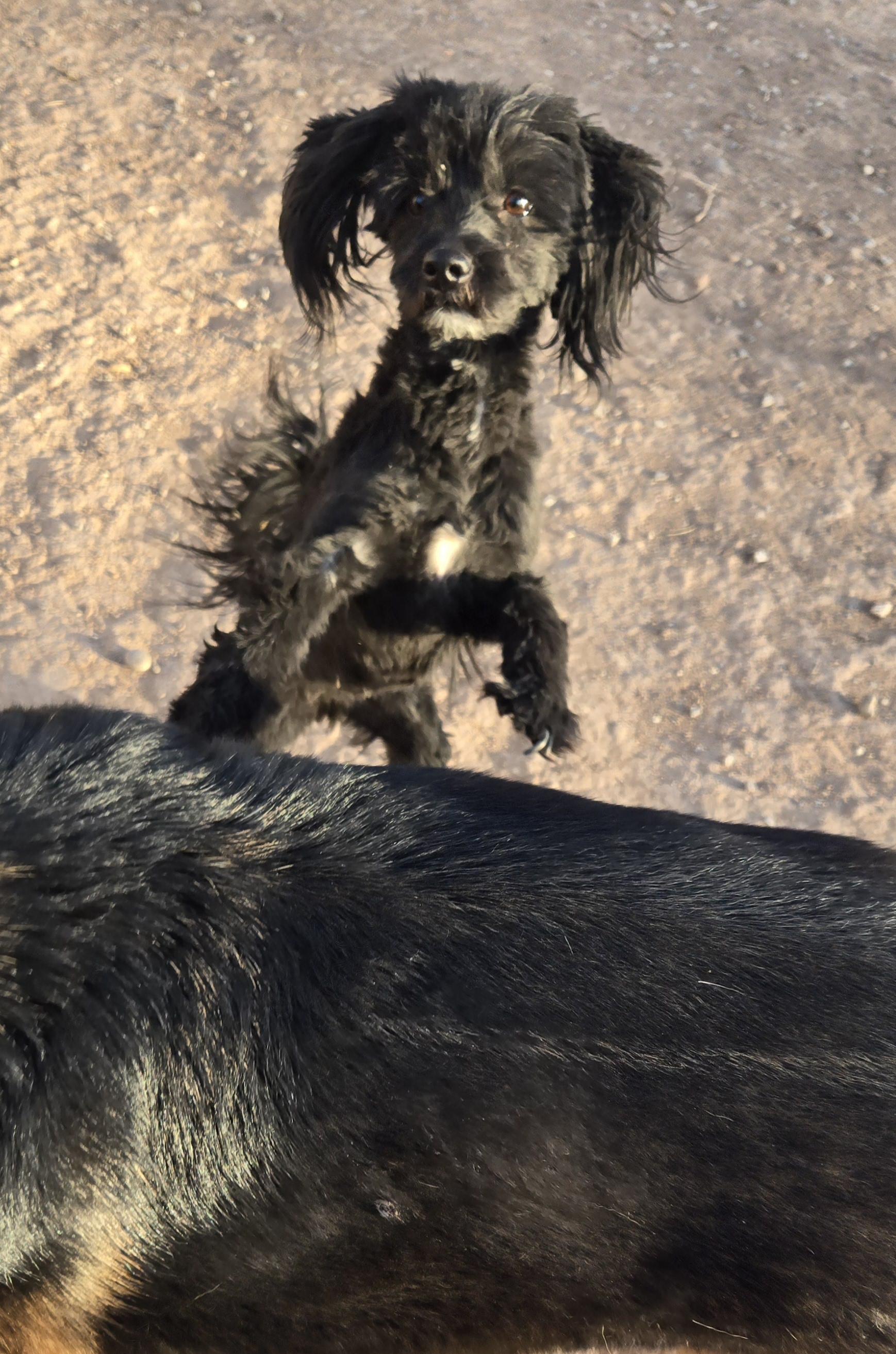 **KIMBER photo 4