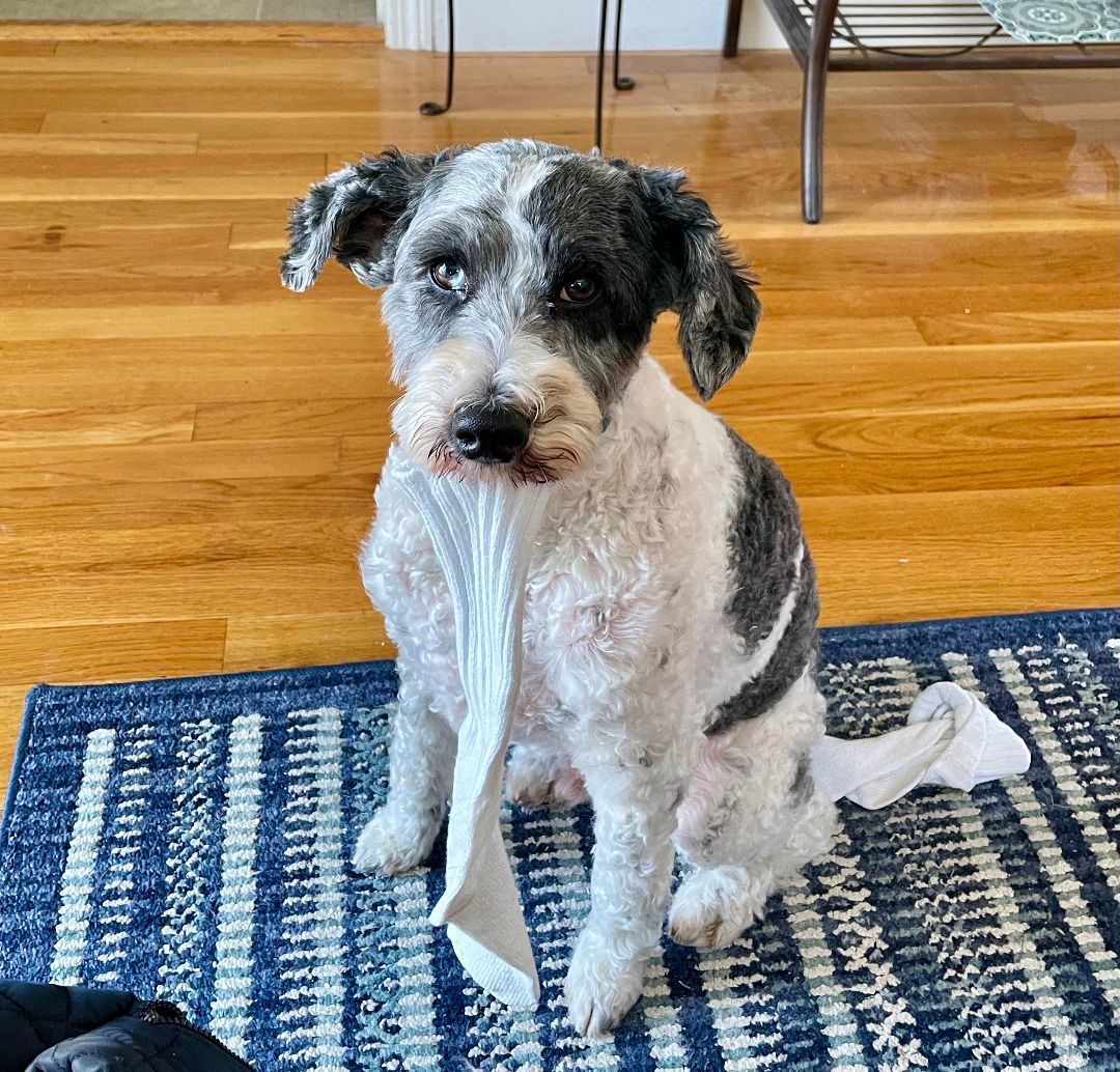 Chip, Adopted, Adult Male Schnoodle.