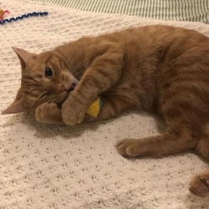 Enlarge Orangina, an adoptable Domestic Short Hair in College Park, MD image 5/6