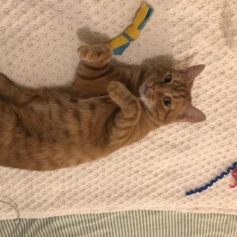 Enlarge Orangina, an adoptable Domestic Short Hair in College Park, MD image 4/6