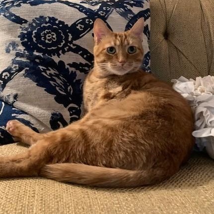 Enlarge Orangina, an adoptable Domestic Short Hair in College Park, MD image 1/6