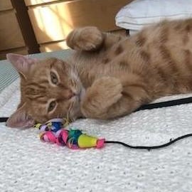 Enlarge Orangina, an adoptable Domestic Short Hair in College Park, MD image 3/6