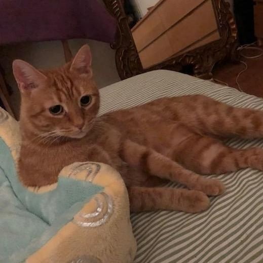 Enlarge Orangina, an adoptable Domestic Short Hair in College Park, MD image 2/6