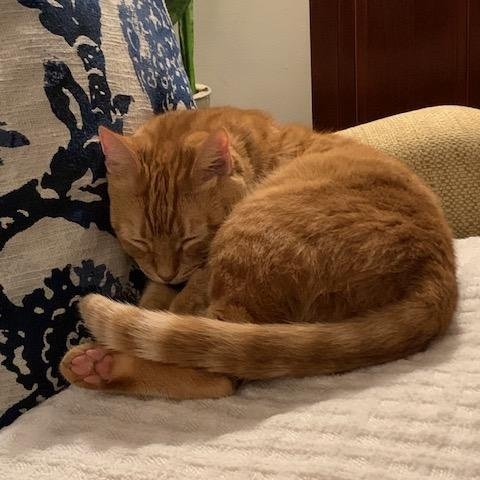 Enlarge Orangina, an adoptable Domestic Short Hair in College Park, MD image 6/6