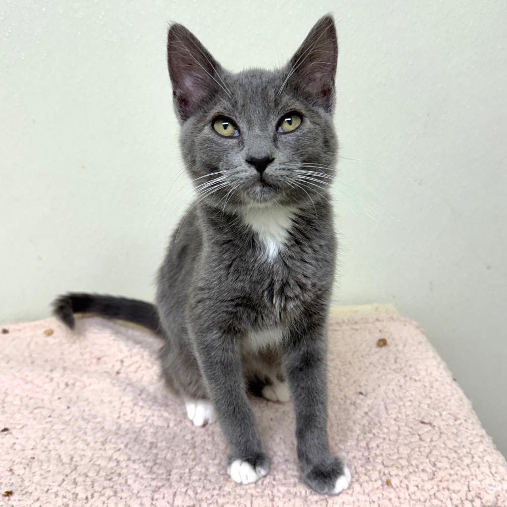 Enlarge Reese, a Adoptable mixed breed in Cambria, CA image 1/4