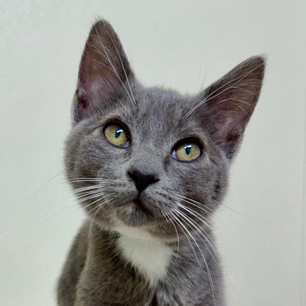 Enlarge Reese, a Adoptable mixed breed in Cambria, CA image 2/4