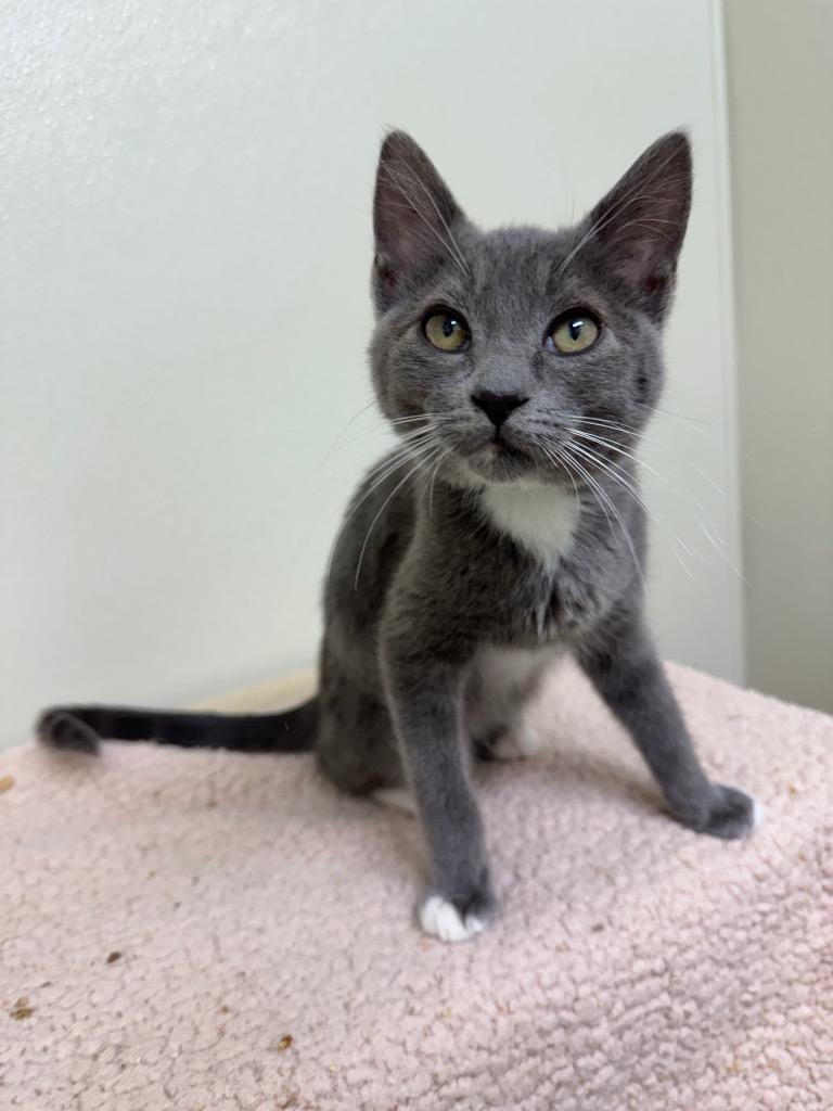 Enlarge Reese, a Adoptable mixed breed in Cambria, CA image 3/4