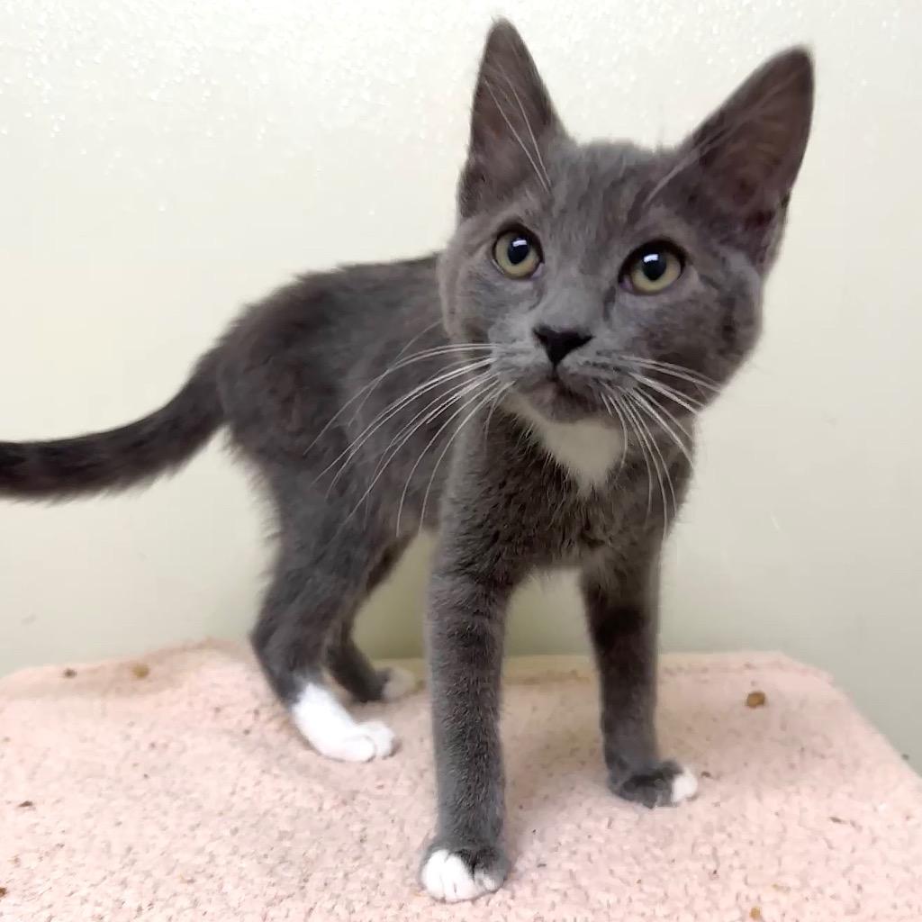 Enlarge Reese, a Adoptable mixed breed in Cambria, CA image 4/4