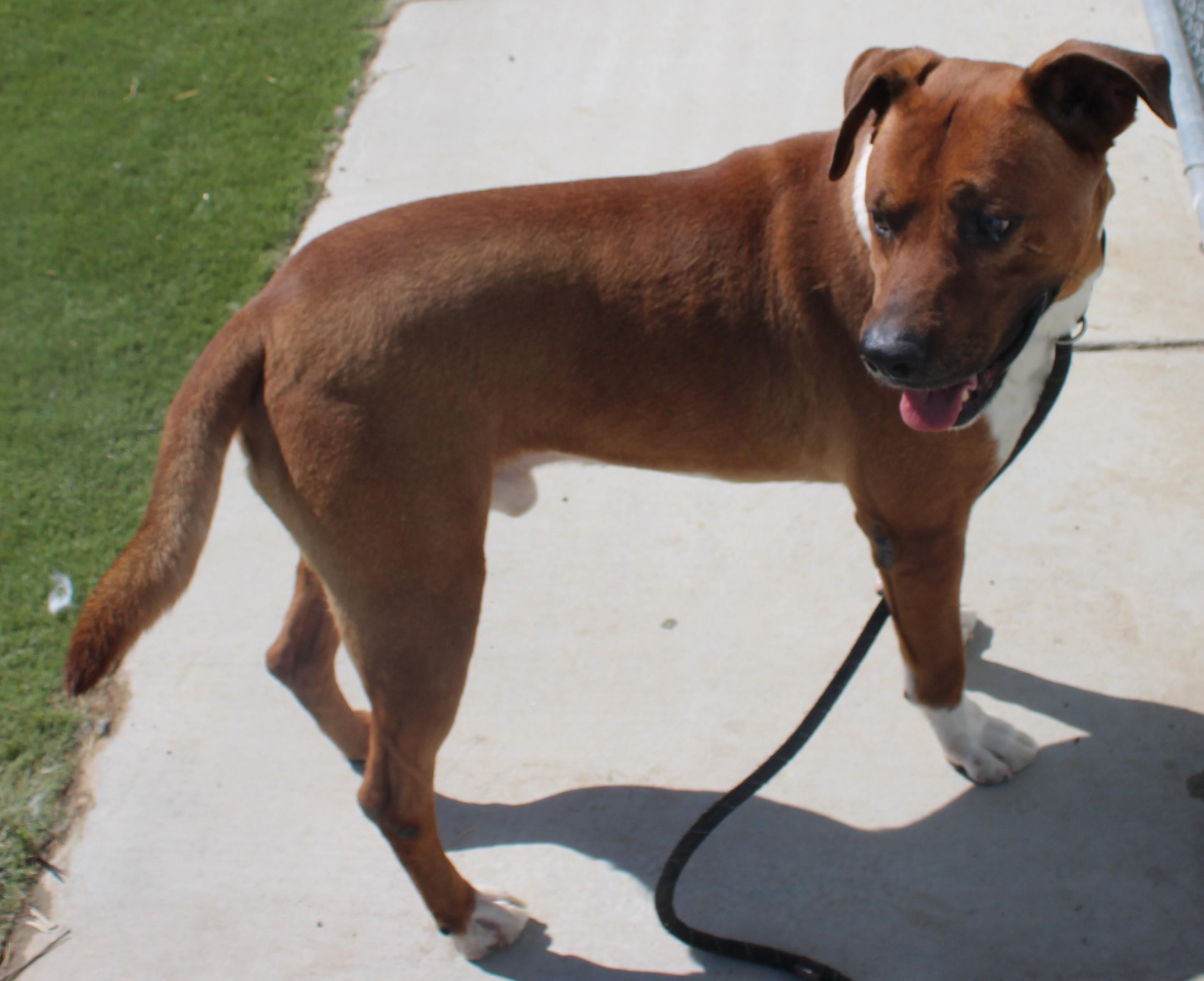PALMER, a ADOPTABLE Rhodesian Ridgeback in Wasco, CA image 4/6