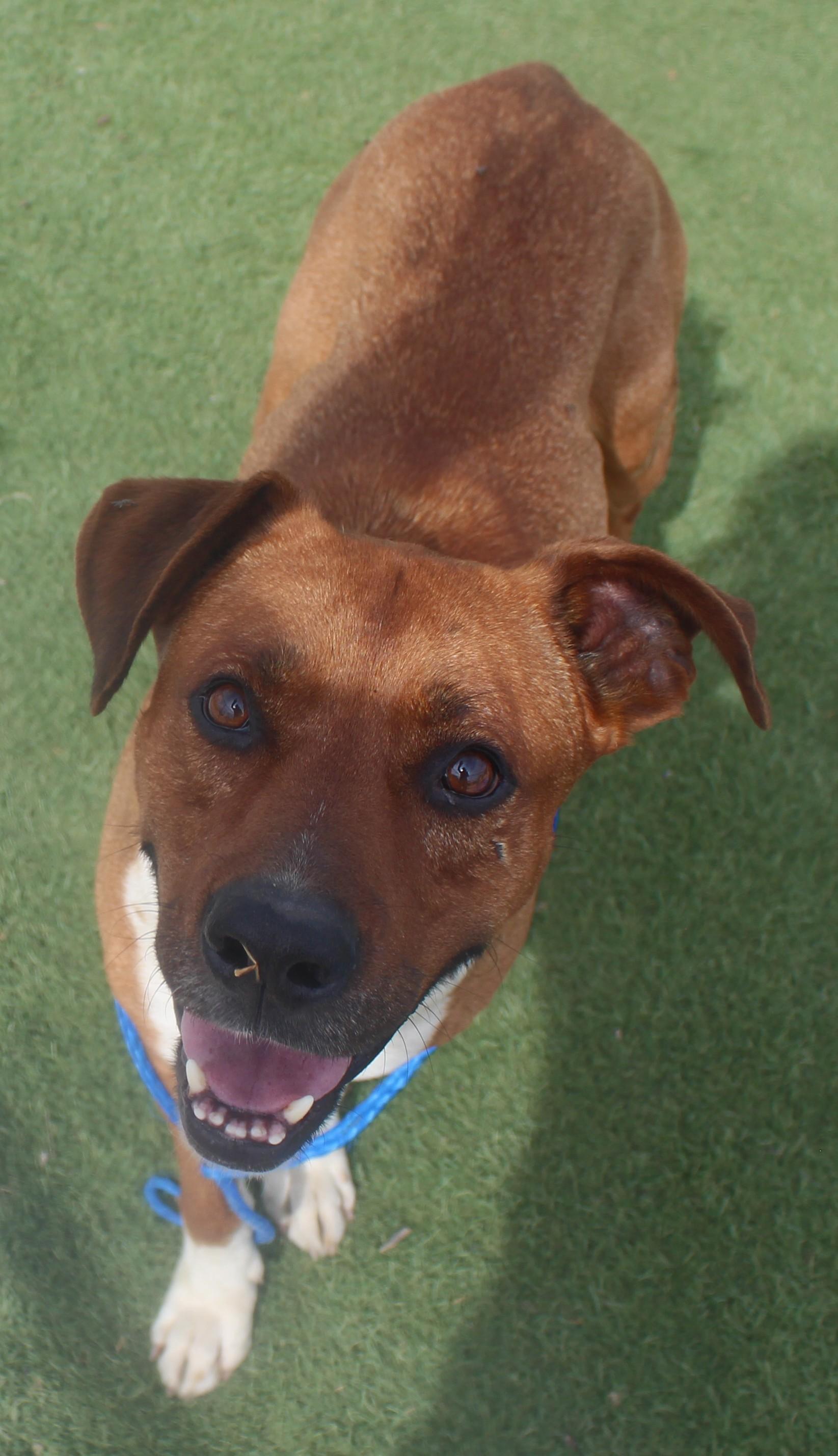 Enlarge PALMER (APRIL 16, 2026), a ADOPTABLE Rhodesian Ridgeback in Wasco, CA image 2/2