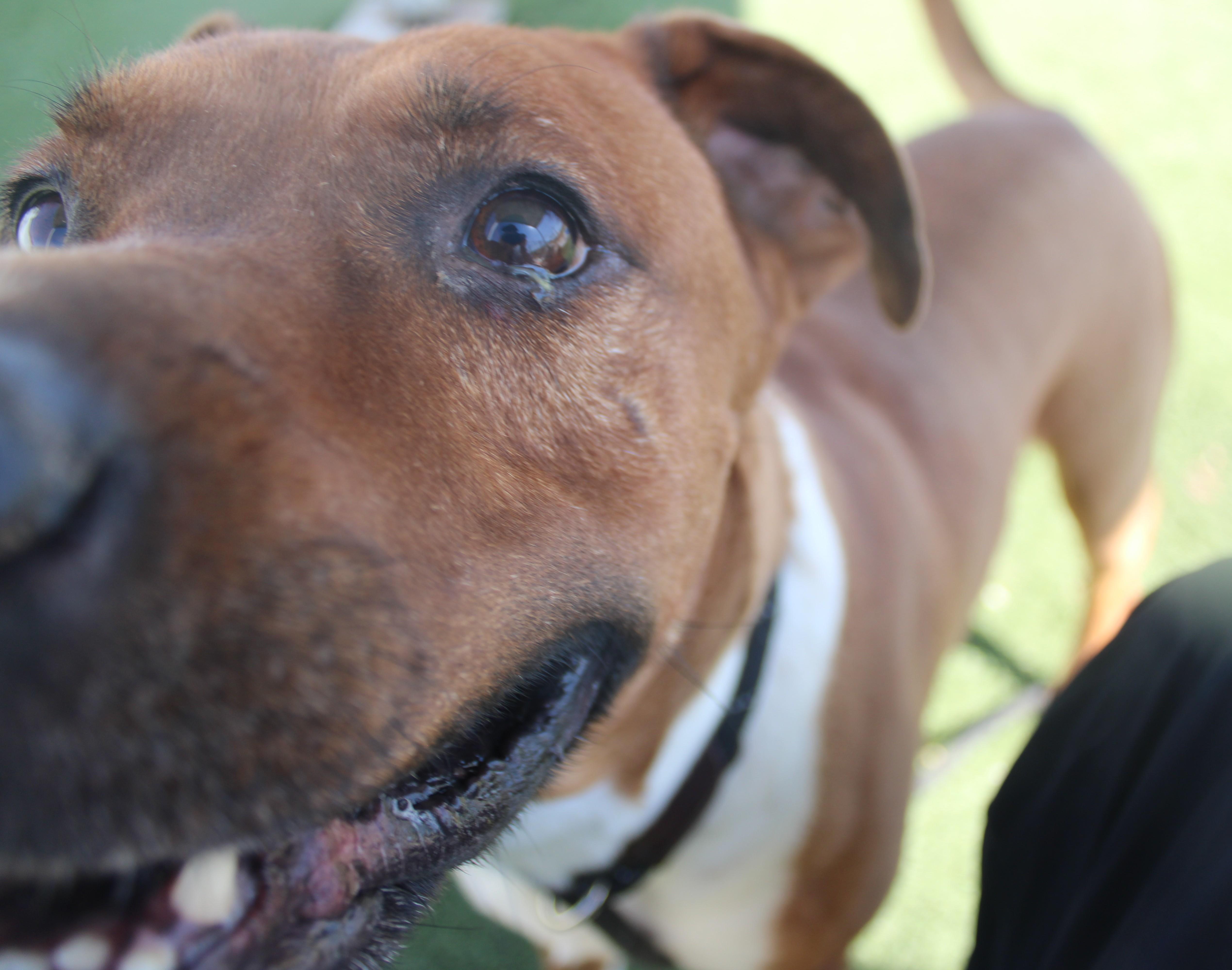 PALMER, a ADOPTABLE Rhodesian Ridgeback in Wasco, CA image 3/6