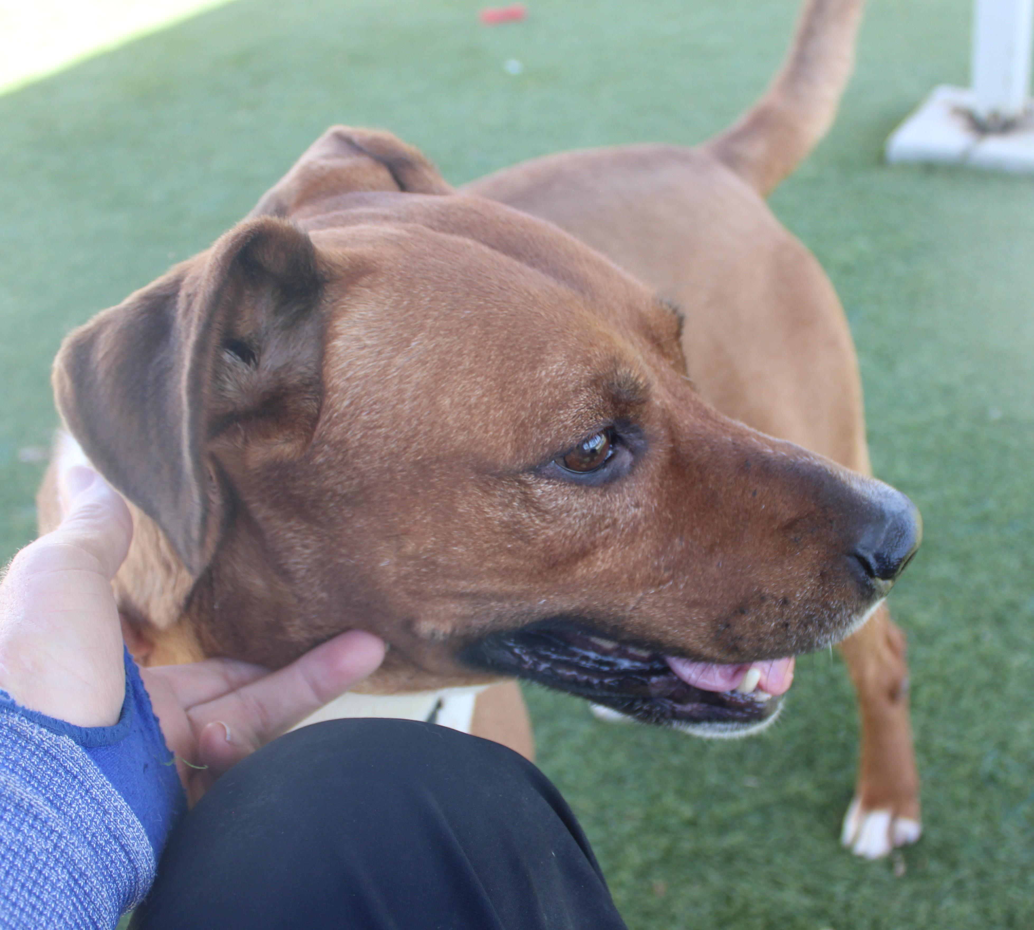 PALMER, a ADOPTABLE Rhodesian Ridgeback in Wasco, CA image 5/6
