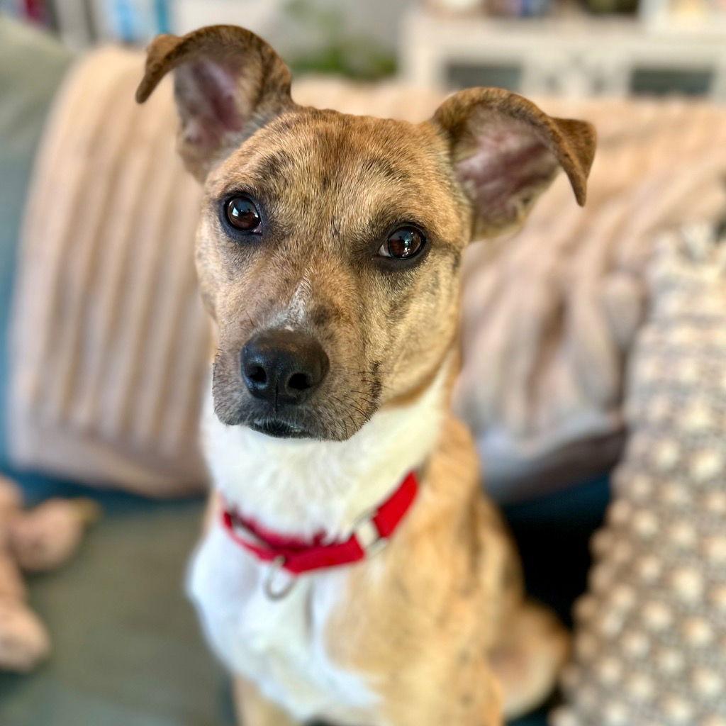 Benny, Adoptable, Adult Male Terrier.