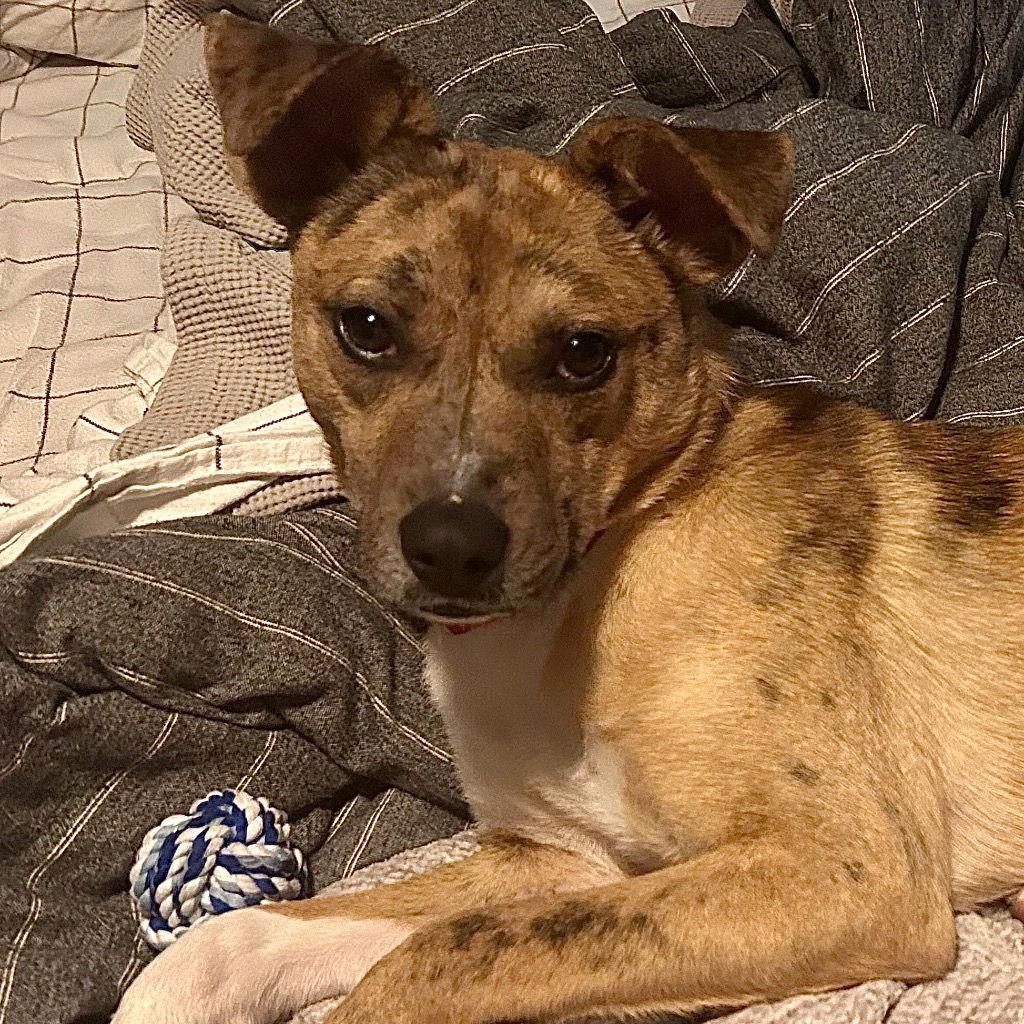 Benny, a Adoptable Terrier in Bloomfield, CT image 2/3