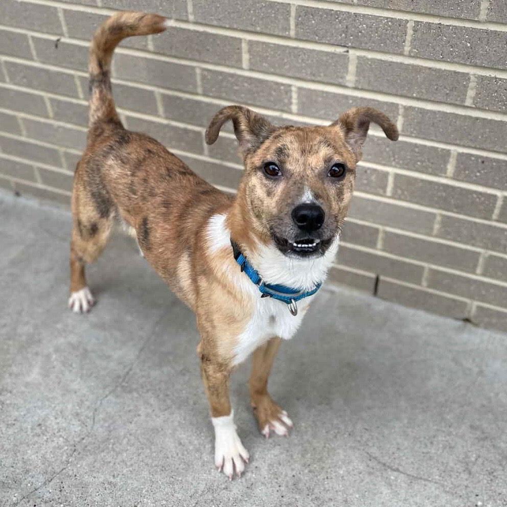 Benny, a Adoptable Terrier in Bloomfield, CT image 3/3