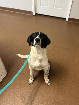Ranger, Adoptable, Young Male Pointer.