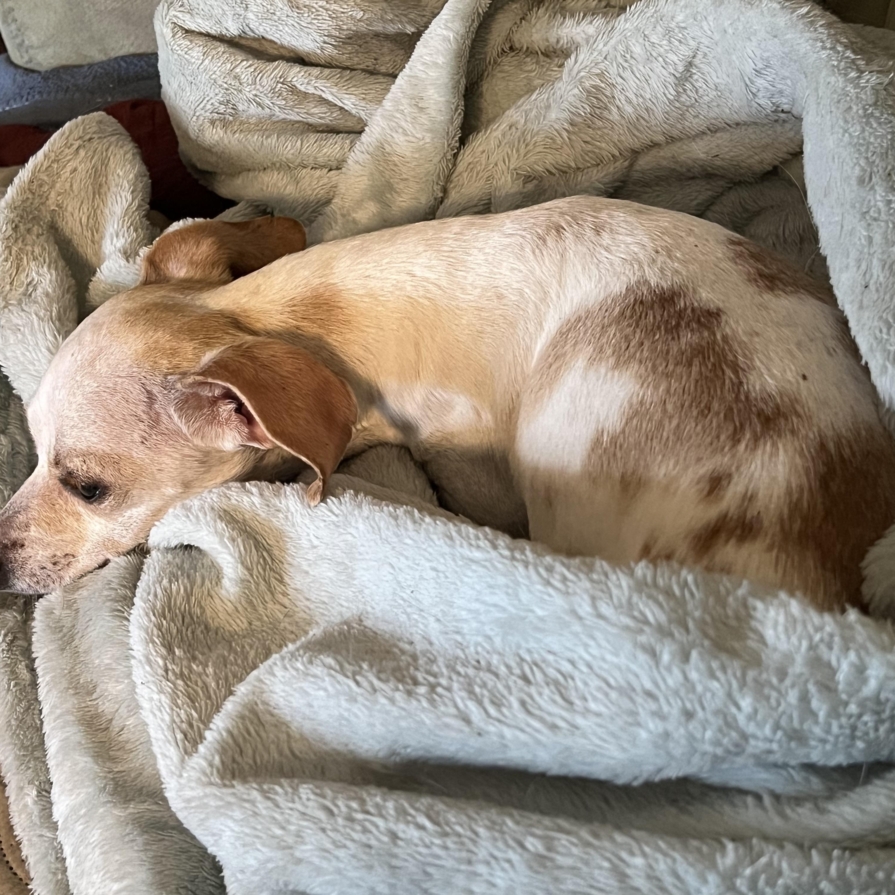 Enlarge Dot , an adopted mixed breed in Fredericksburg, VA image 3/4