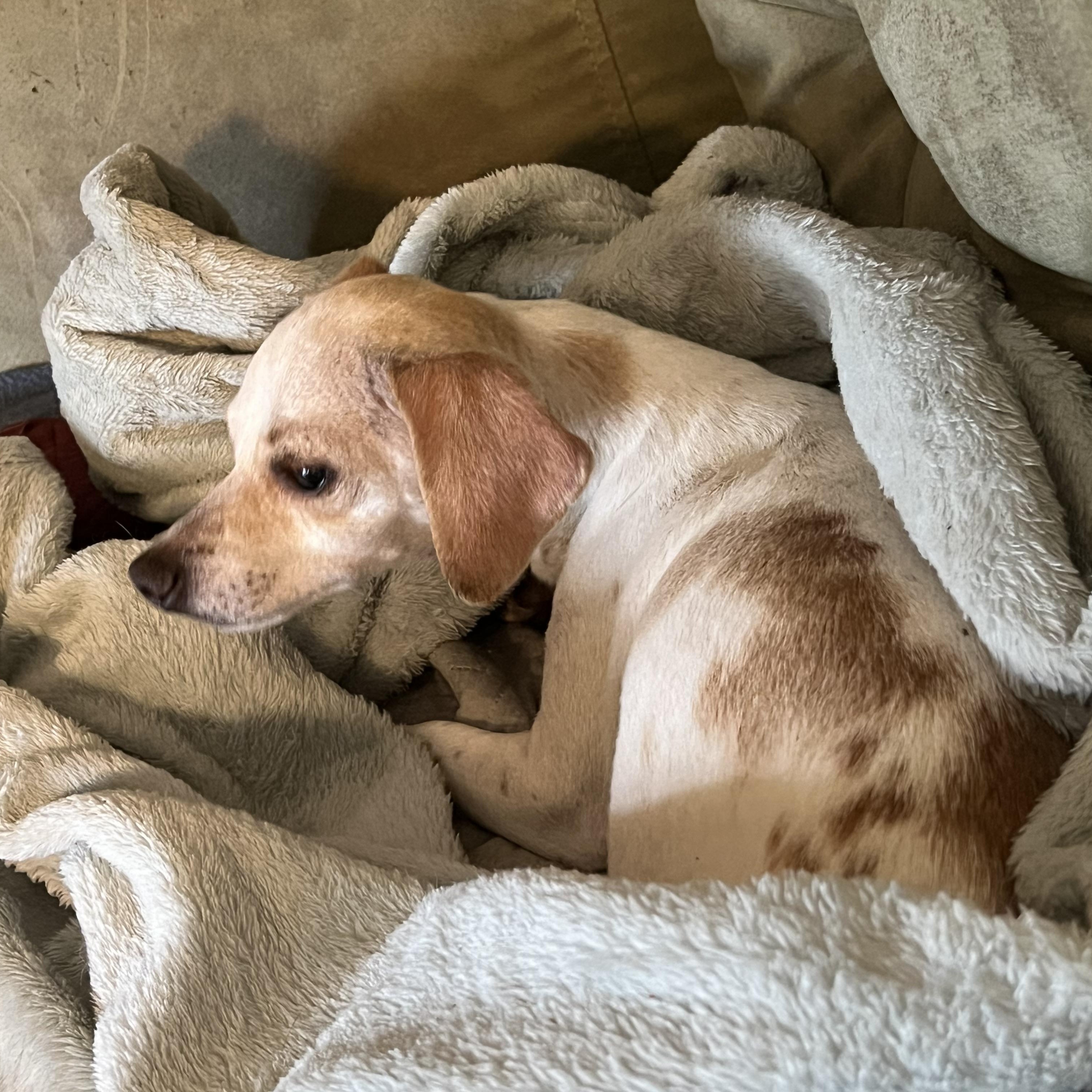 Enlarge Dot , an adopted mixed breed in Fredericksburg, VA image 2/4