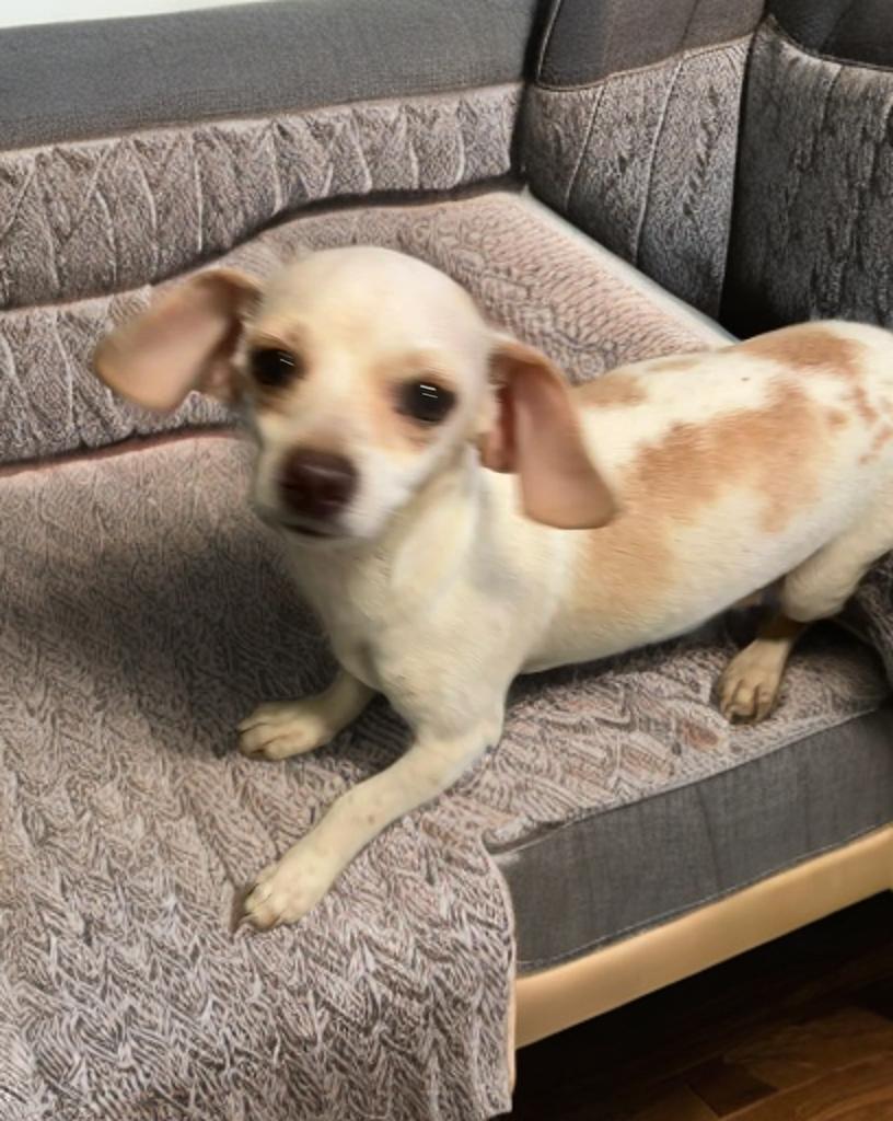 Enlarge Dot , an adopted mixed breed in Fredericksburg, VA image 1/4