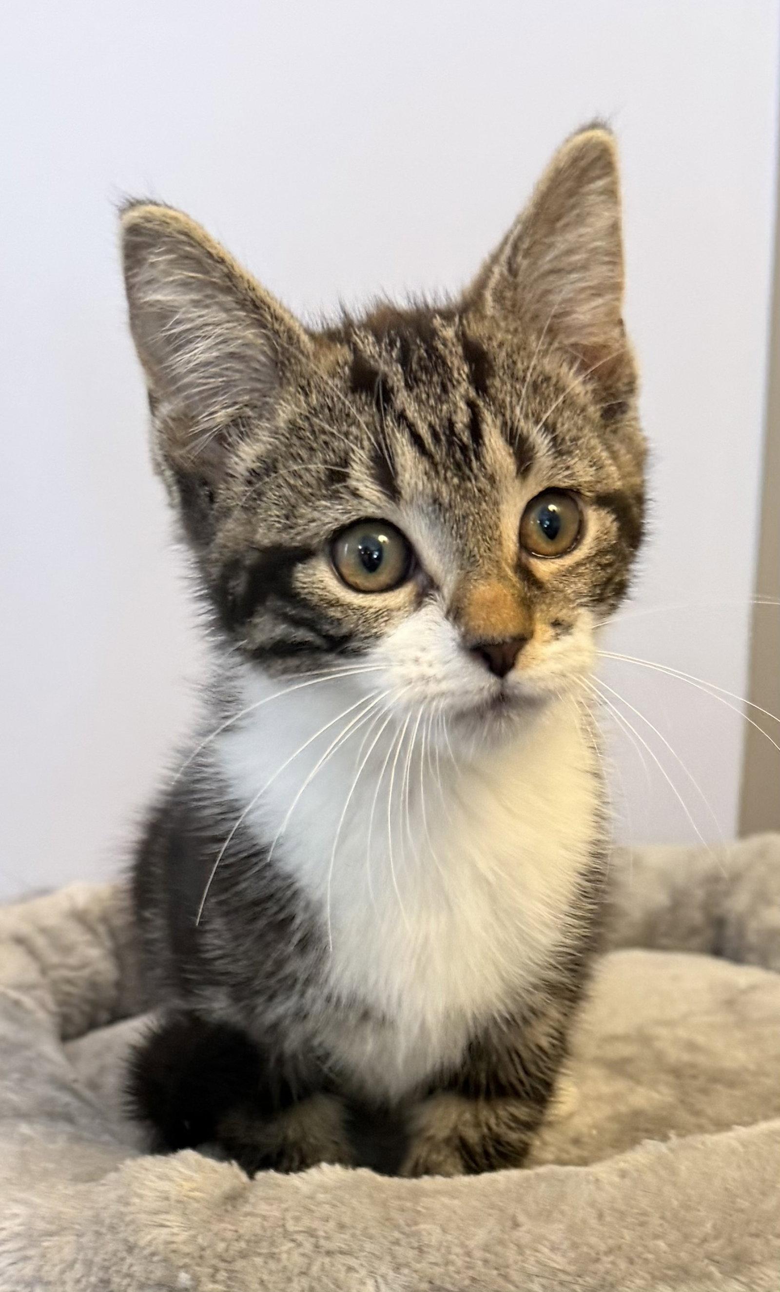 Faith- Meet Me at Fancy Paws, Adopted, Young Female Domestic Short Hair.