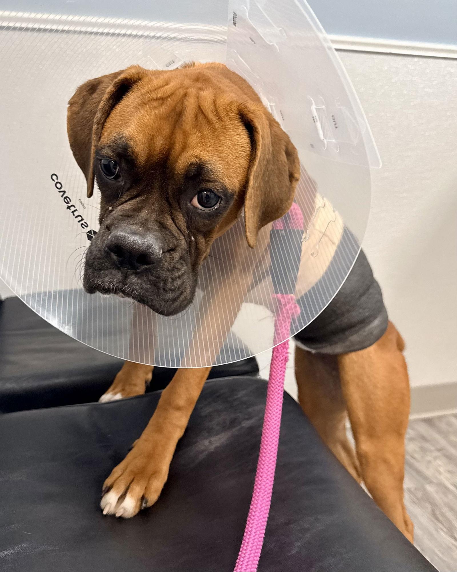 Orchid, Adoptable, Puppy Female Boxer.