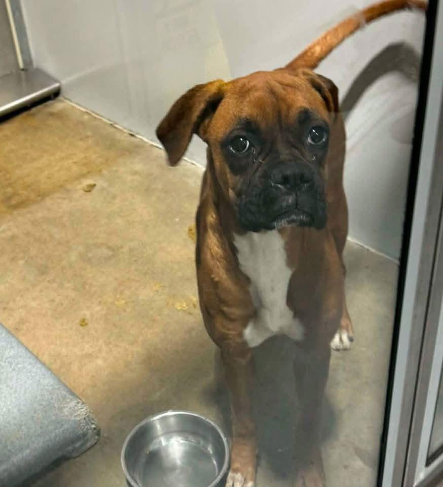 Enlarge Orchid, a Adoptable Boxer in Monticello, NY image 2/2