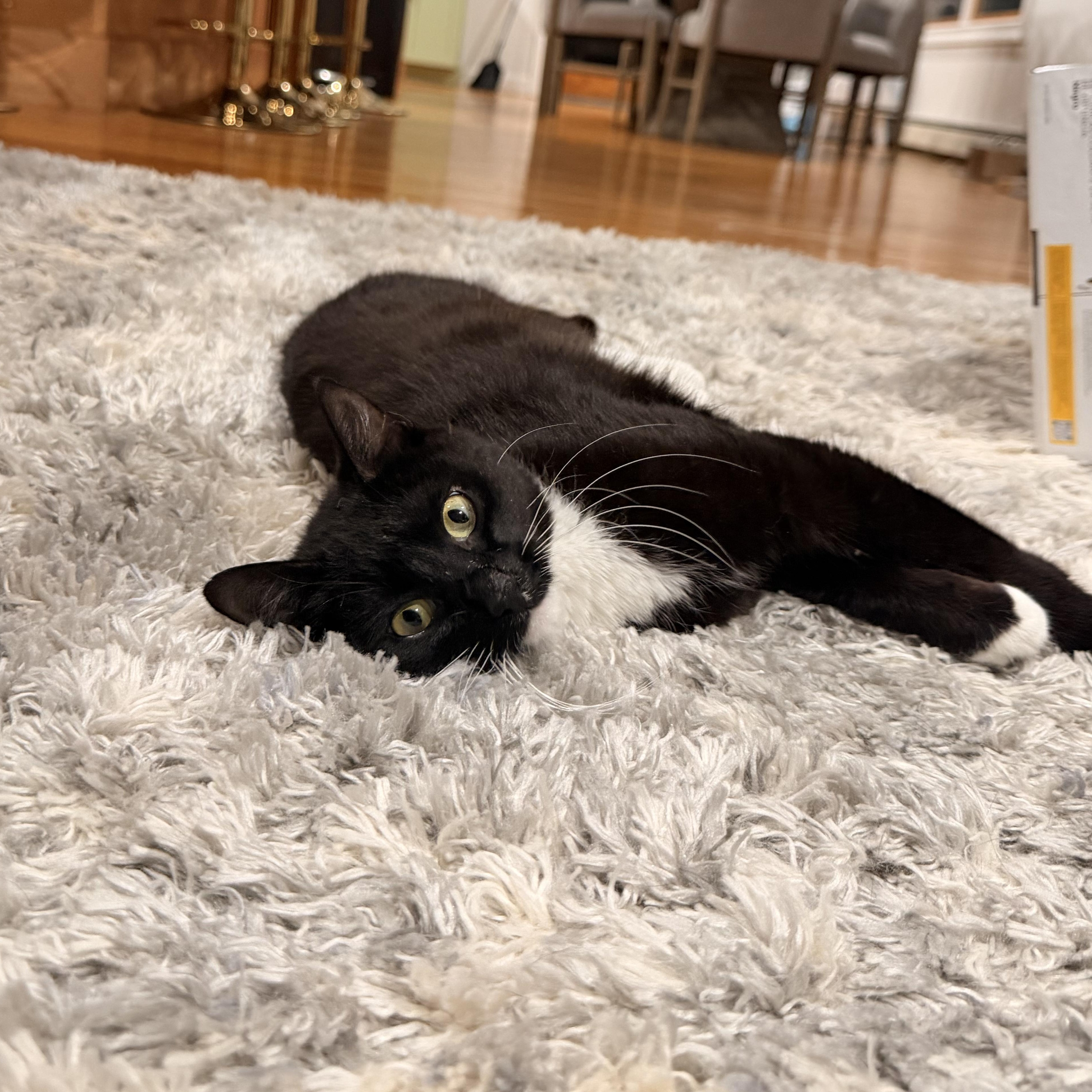 Lorelai, adopted, Young Female Domestic Short Hair & Tuxedo.