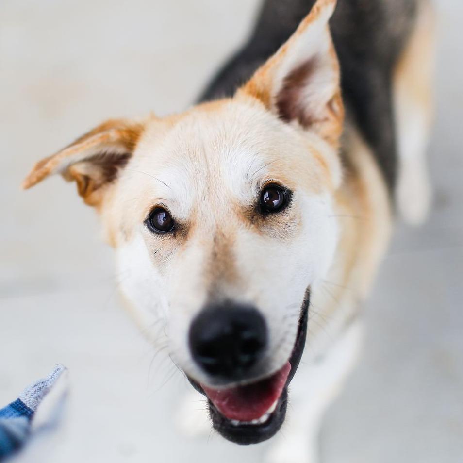 Enlarge Denali, a Adoptable Mixed Breed in Dover, NH image 1/6