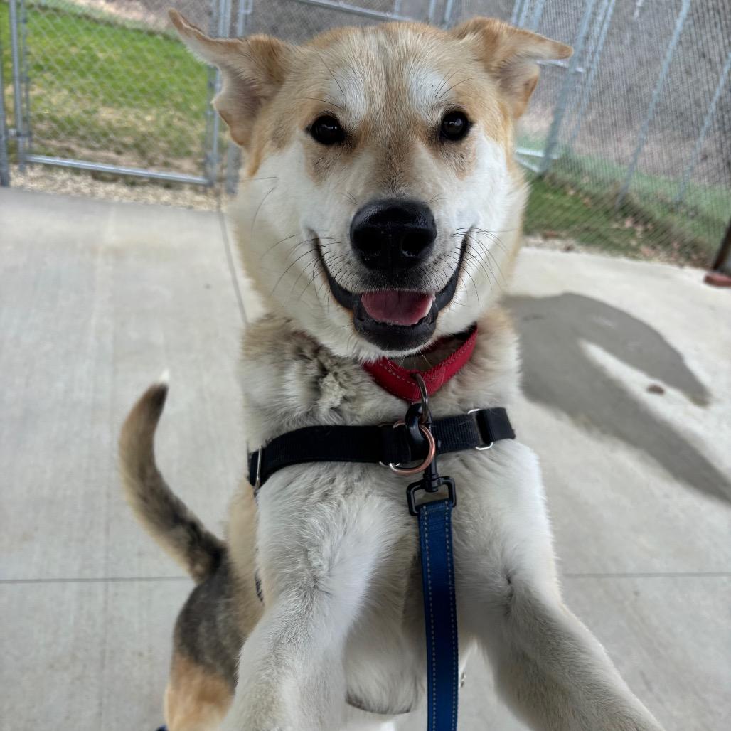 Enlarge Denali, a Adoptable Mixed Breed in Dover, NH image 2/6