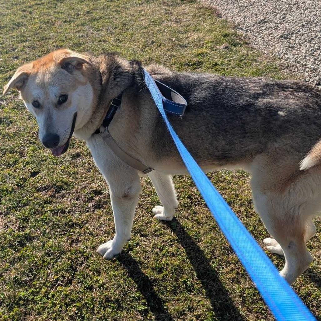 Enlarge Denali, a Adoptable Mixed Breed in Dover, NH image 3/6