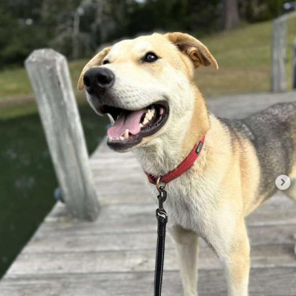 Enlarge Denali, a Adoptable Mixed Breed in Dover, NH image 4/6