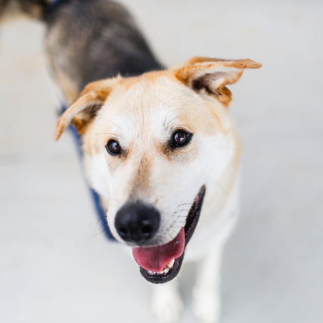 Enlarge Denali, a Adoptable Mixed Breed in Dover, NH image 5/6