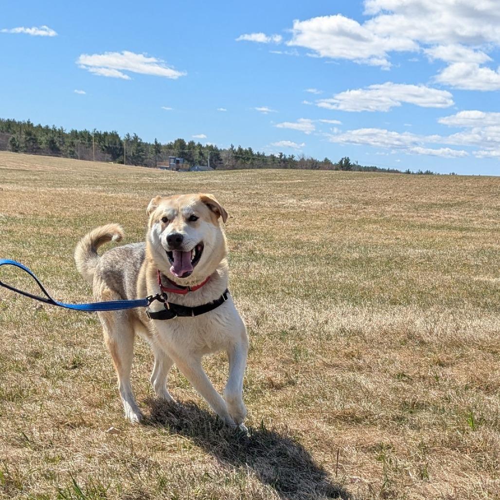 Enlarge Denali, a Adoptable Mixed Breed in Dover, NH image 6/6