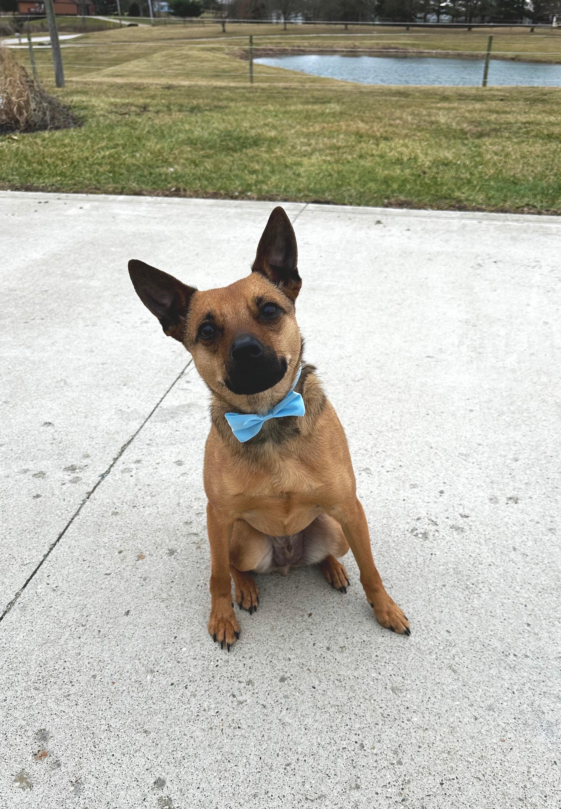 Enlarge NEWTON (JAX), a Adoptable mixed breed in Cincinnati, OH image 1/5