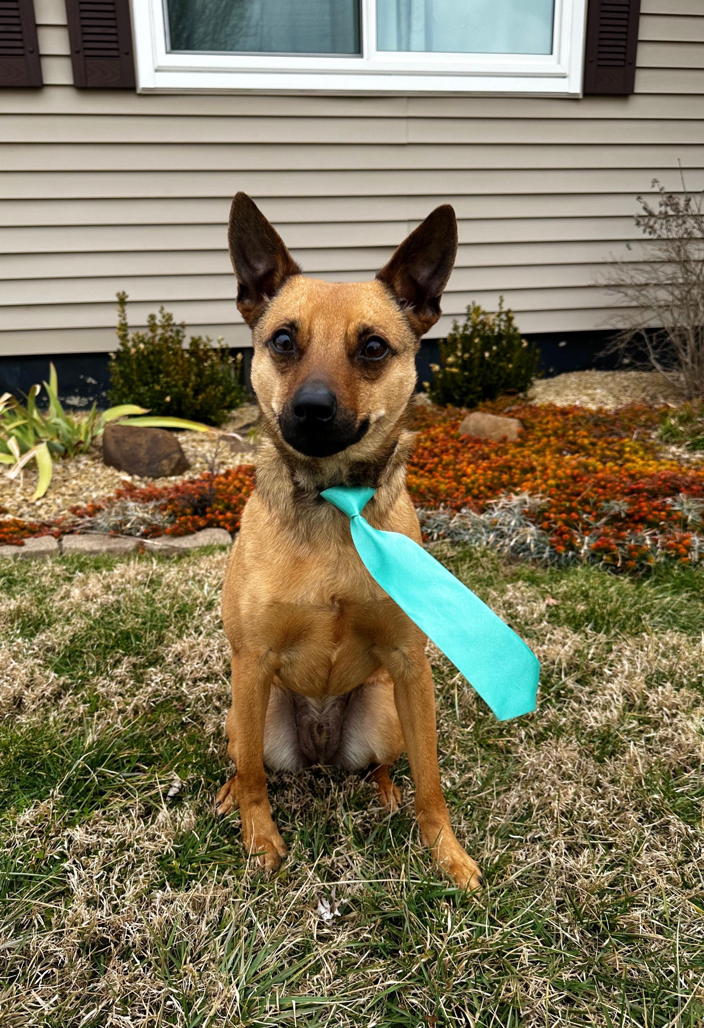 Enlarge NEWTON (JAX), a Adoptable mixed breed in Cincinnati, OH image 2/5