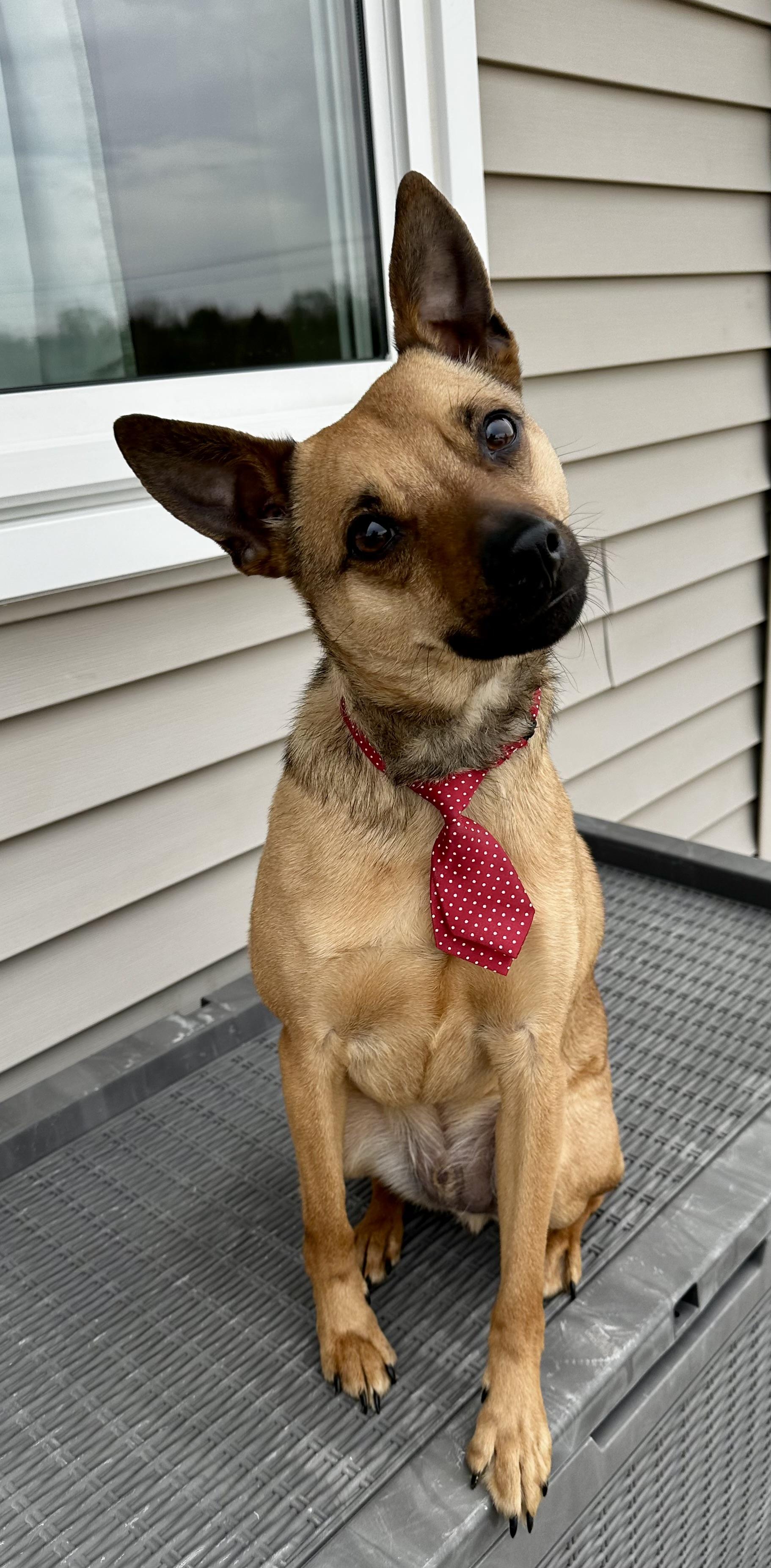 Enlarge NEWTON (JAX), a Adoptable mixed breed in Cincinnati, OH image 3/5