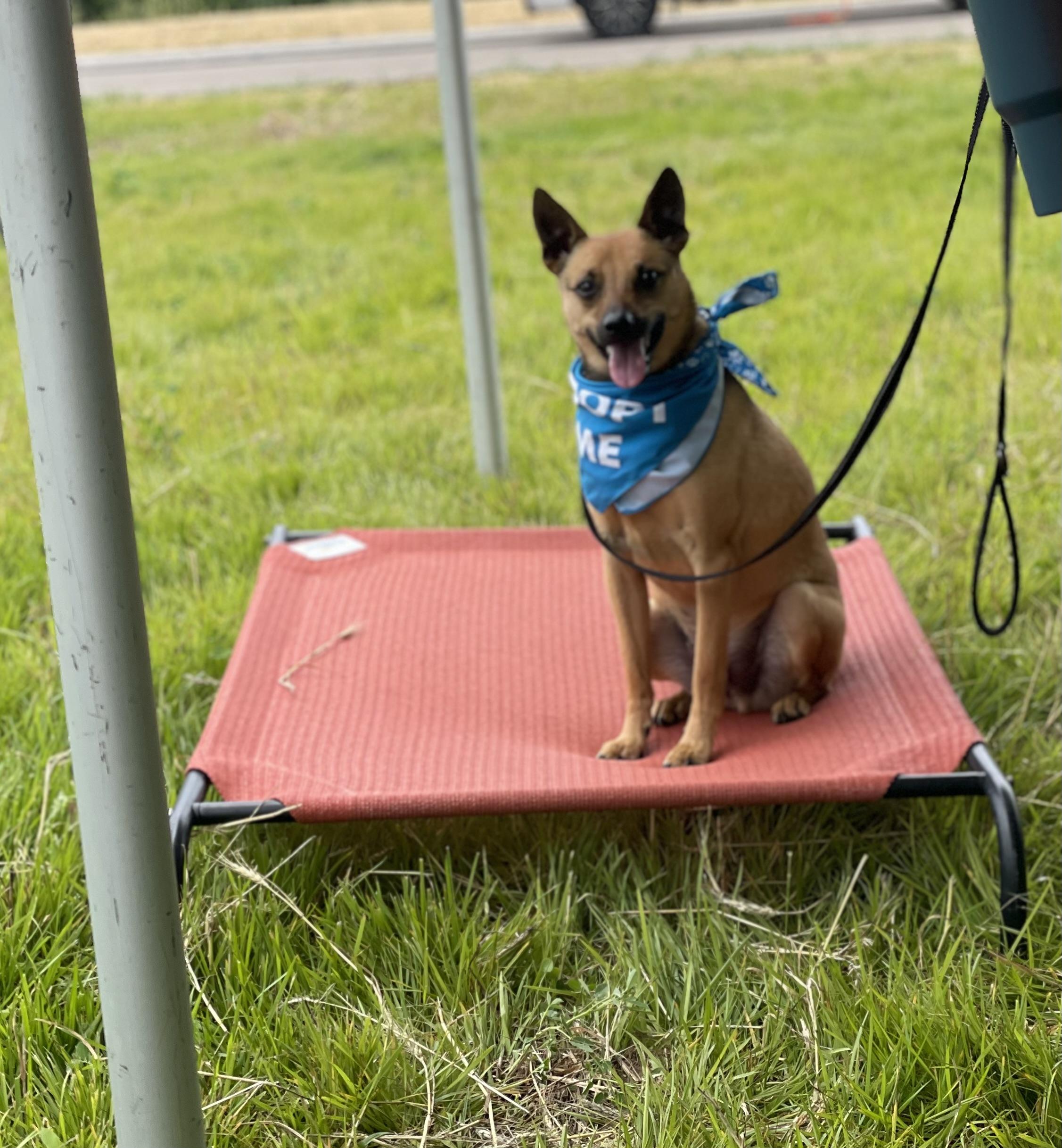 Enlarge NEWTON (JAX), a Adoptable mixed breed in Cincinnati, OH image 4/5