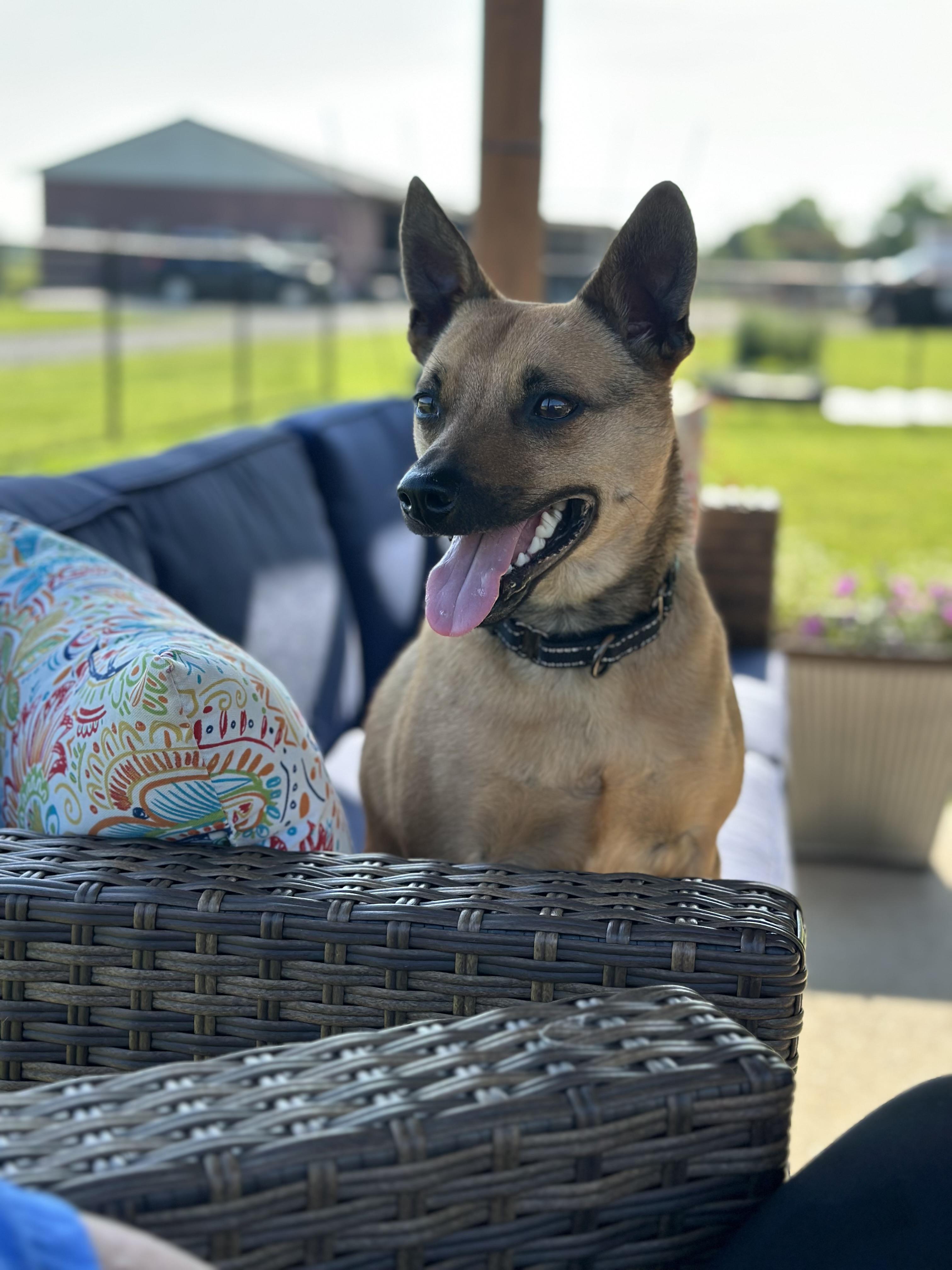 Enlarge NEWTON (JAX), a Adoptable mixed breed in Cincinnati, OH image 5/5